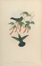 Campylopterus villaviscensio